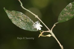 Meteoromyrtus wynaadensis